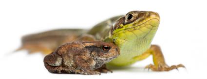 Lizard and toad