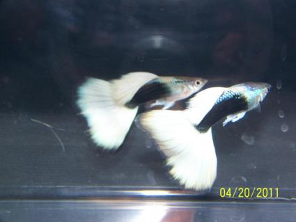 Half-black yellow show guppies; Image used with permission from Luke Roebuck