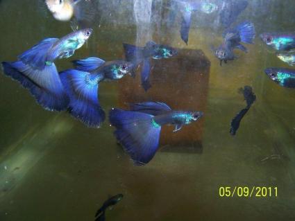 Purple moscow show guppies; Image used with permission from Luke Roebuck.