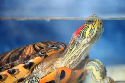 Red-Eared Sliders as Pets | LoveToKnow