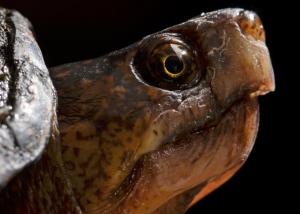 Eastern mud turtle