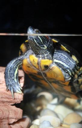 Slider turtle in his tank