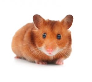 hamster looking animal