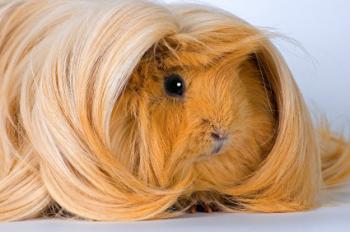 Peruvian Guinea pig