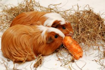 Guinea pigs muching hay and carrots