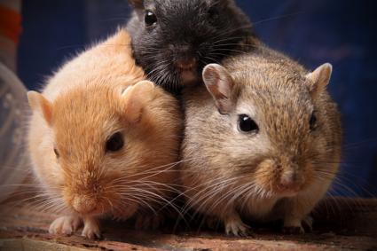 gerbil house pets