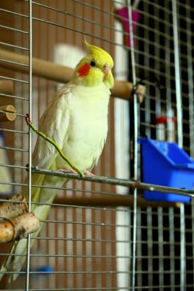 Pet lutino cockatiel