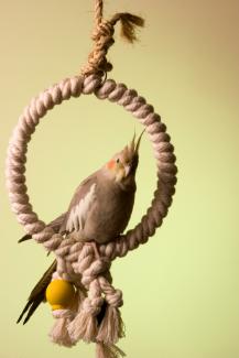 cockatiel swing