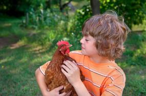 Child holding pet chicken