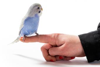 Parakeet Training