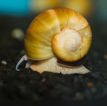 Aquarium Snails | LoveToKnow