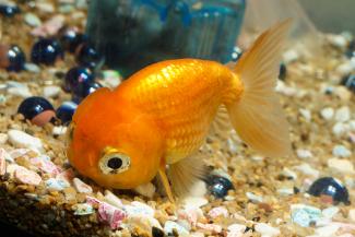 small pet fish types