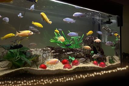 fish toys for fish tank