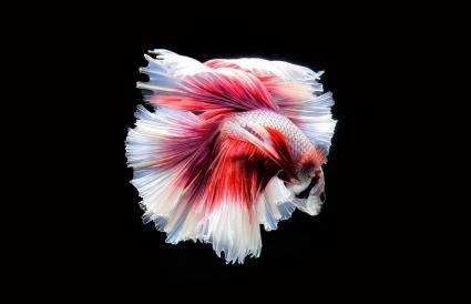 Betta Fish Facts Lovetoknow