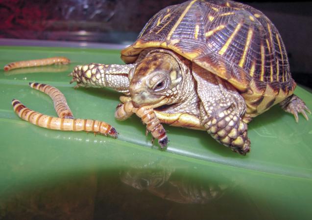 Diet For Feeding Your Box Turtle Lovetoknow 