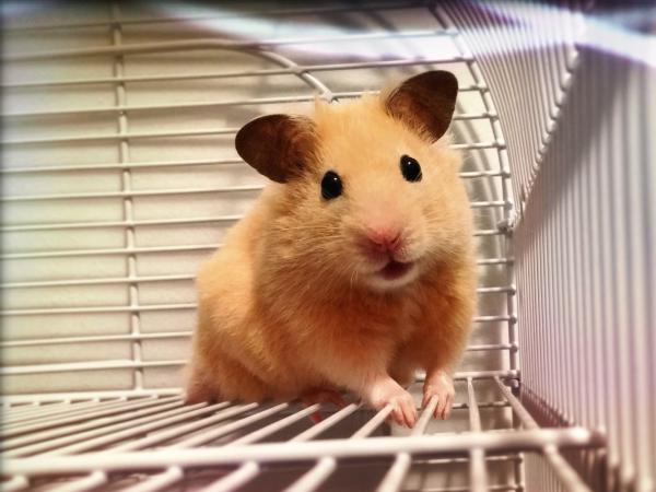 portrait of hamster in his cage