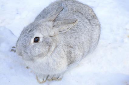 standard chinchilla rabbit