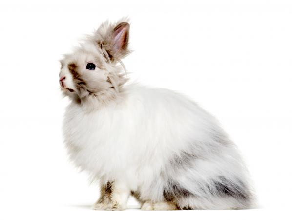 english angora rabbit care