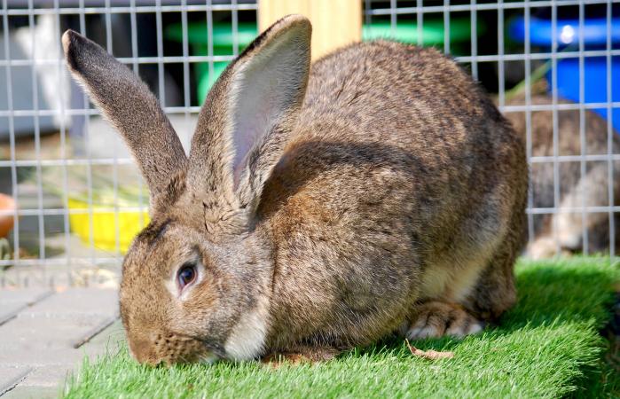 holland lop flemish giant mix