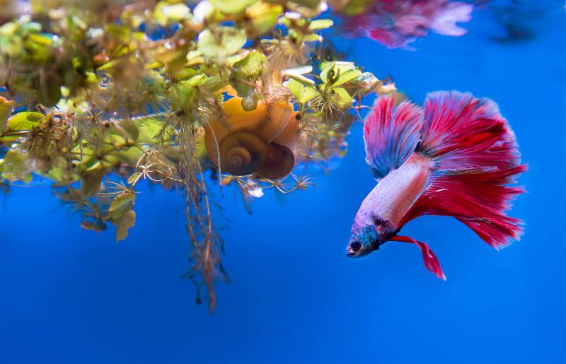 fun betta fish tanks
