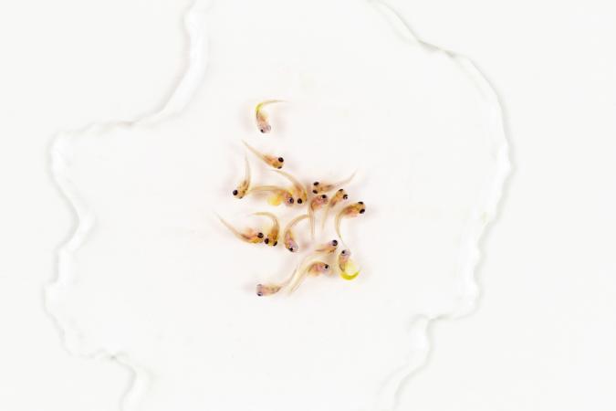 taking care of guppy fry