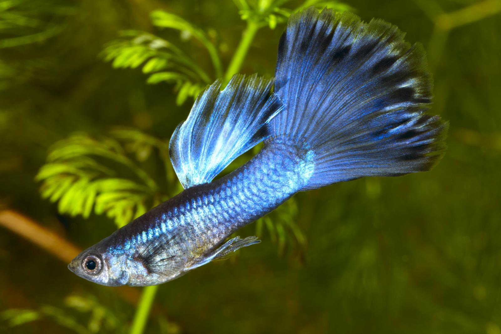 Guppy - Poecilia (Lebistes) reticulata