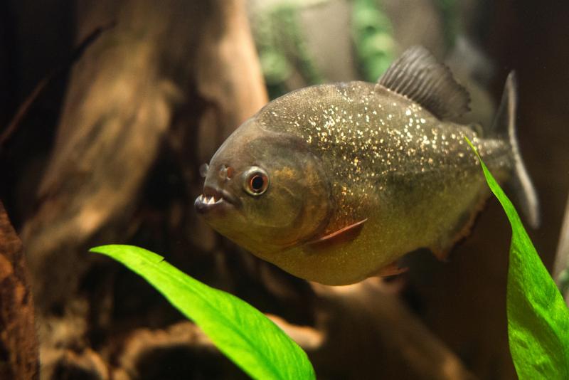 Do Fish Have Teeth? Dental Details Explained | LoveToKnow