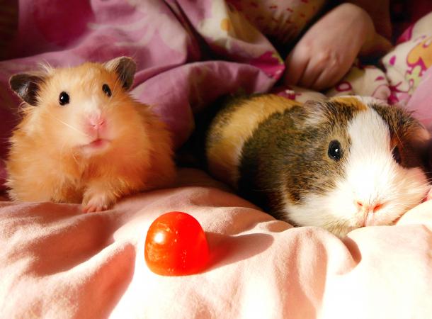 Guinea Pig vs. Hamster as Pets | LoveToKnow