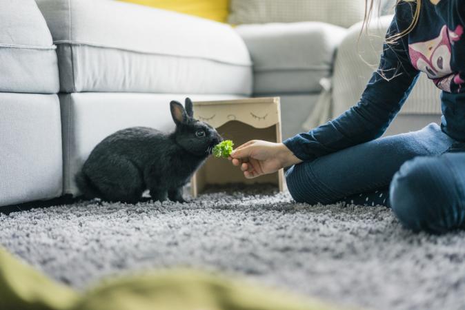 Girl feeding her rabbit lettuce