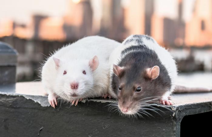 Pet rats