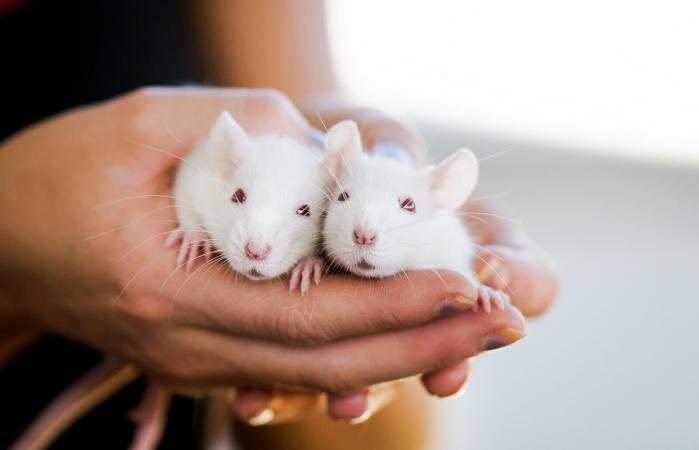 Woman holding pet rats