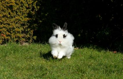 lionhead bunny