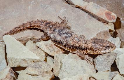 girdled lizard pet