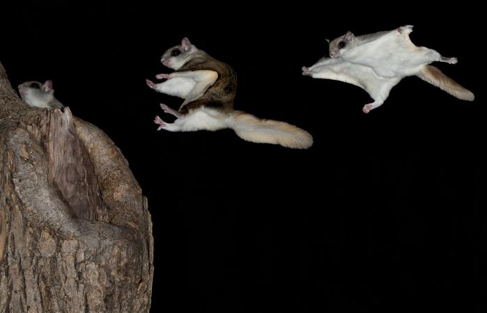Southern Flying Squirrel