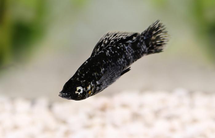 Black Molly aquarium fish