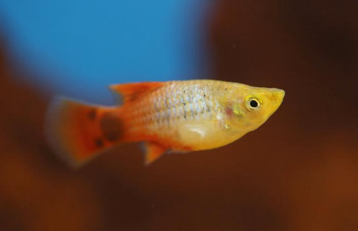 Silver and orange colored Molly