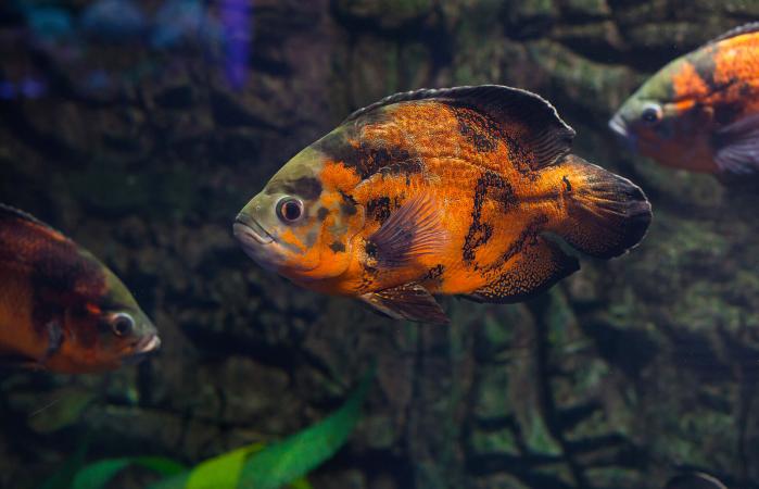 Oscar fish close up