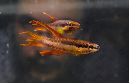 Carnivorous Pet Fish Care LoveToKnow Carnivorous Pet Fish Care LoveToKnow