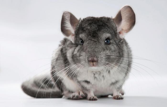 chinchilla a