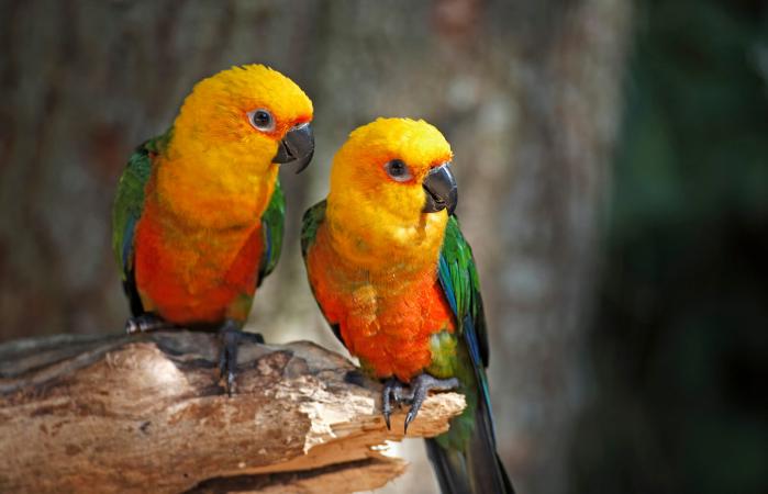 Two Jenday conures sitting in a branch