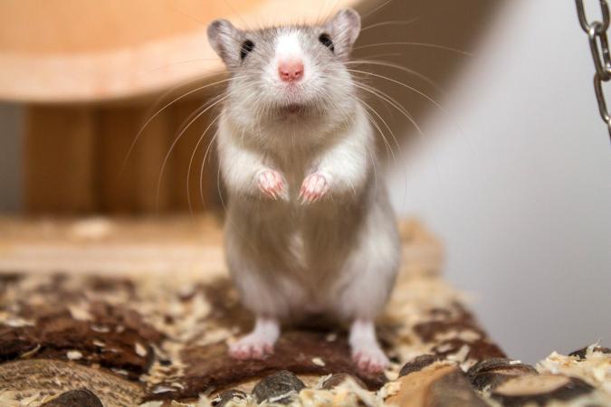 Gerbil on hind legs