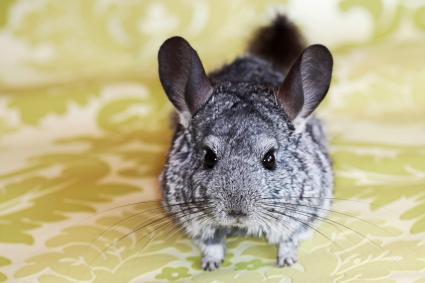 world's oldest chinchilla