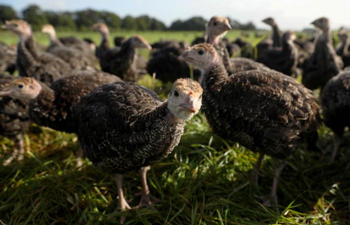 Freerange turkey poults roam in a field