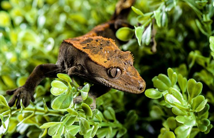 Crested gecko on leafs
