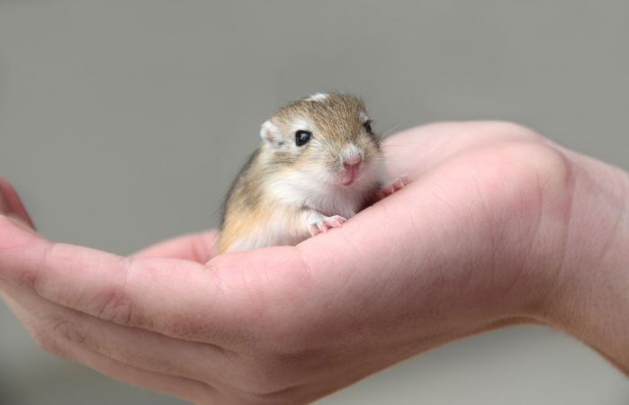 Baby gerbil in child's hand