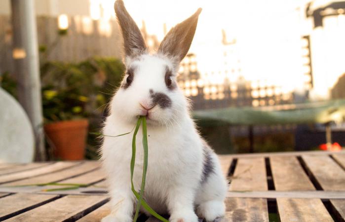 Pet baby rabbit eating grass