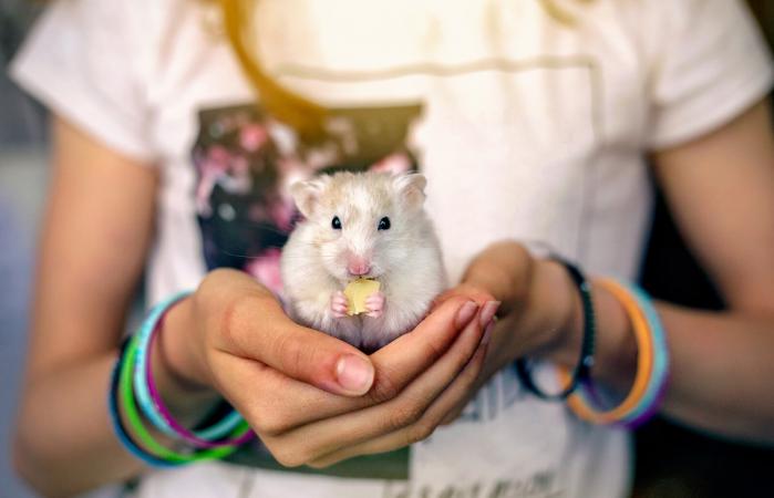 Little mouse eating cheese
