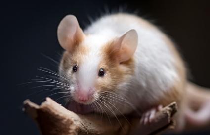 150 Adorable Pet Mouse Names Lovetoknow