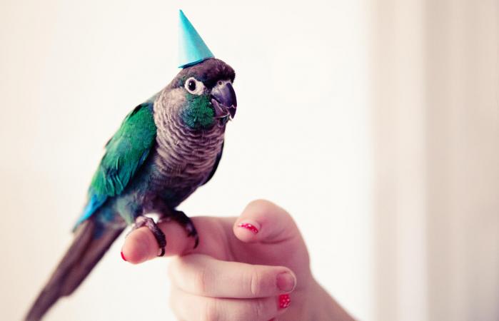 Turquoise conure parrot