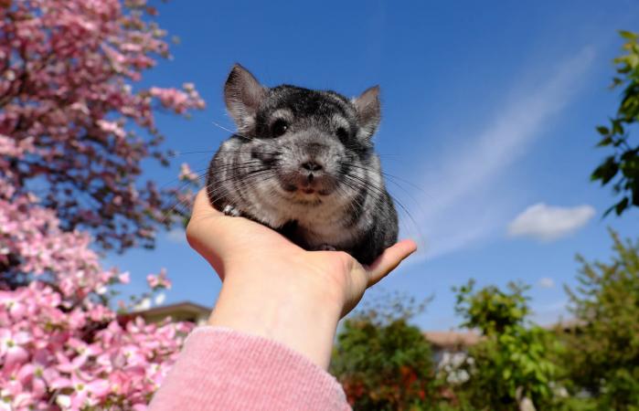 Chinchilla sitting on hand